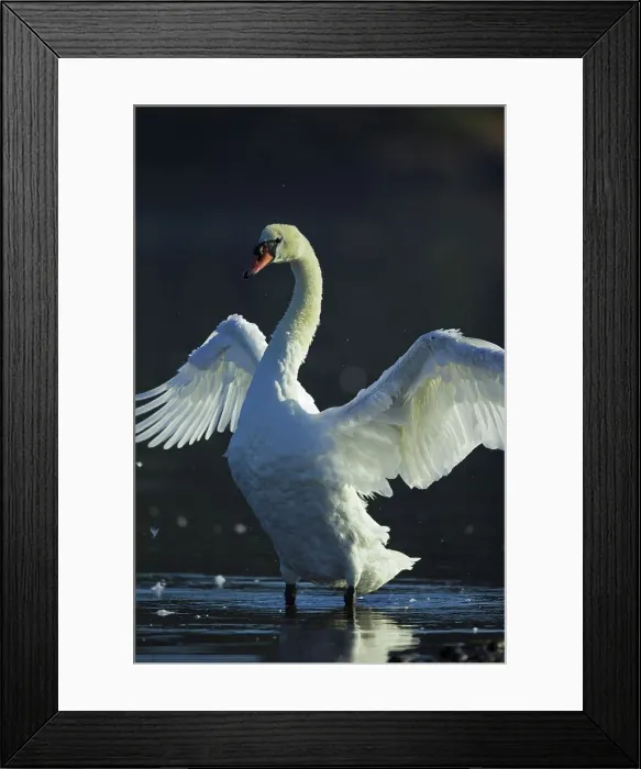 Framed Print : Canada, British Columbia, Vancouver Island Framed Print : Canada, British Columbia, Vancouver Island