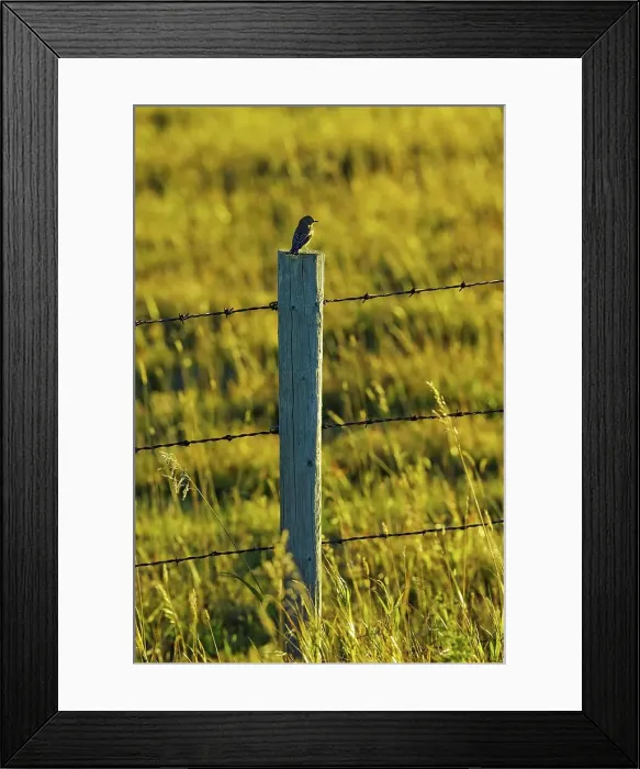 Framed Print : Canada, Alberta, Bird sitting on fence in pasture Framed Print : Canada, Alberta, Bird sitting on fence in pasture