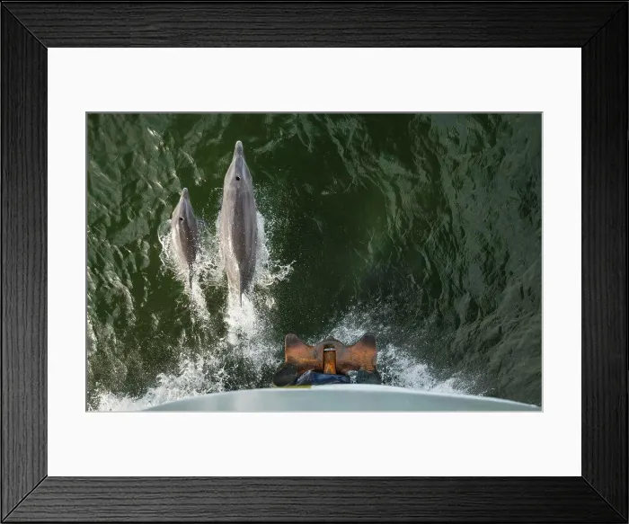 Framed Print : A pair of bottlenose dolphins bow-ride the National Geographic Sea Lion