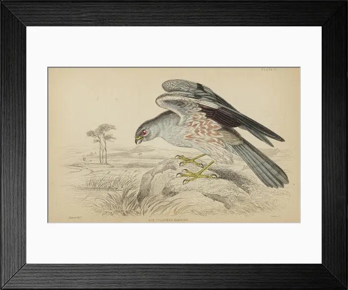 Framed Print : 1835 Antique Art Biology Bird Birds Classification Framed Print : 1835 Antique Art Biology Bird Birds Classification