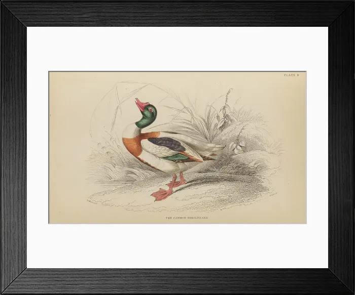 Framed Print : 1835 Antique Art Biology Bird Birds Classification Framed Print : 1835 Antique Art Biology Bird Birds Classification