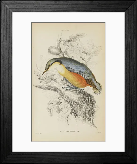 Framed Print : 1835 Antique Art Biology Bird Birds Classification Framed Print : 1835 Antique Art Biology Bird Birds Classification