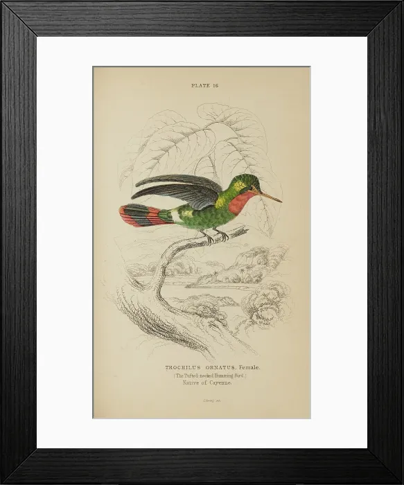 Framed Print : 1835 Antique Art Biology Bird Birds Classification Framed Print : 1835 Antique Art Biology Bird Birds Classification