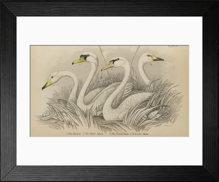 Framed Print : 1835 Antique Art Biology Bird Birds Classification Framed Print : 1835 Antique Art Biology Bird Birds Classification