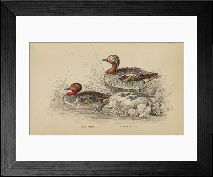 Framed Print : 1835 Antique Art Biology Bird Birds Classification Framed Print : 1835 Antique Art Biology Bird Birds Classification