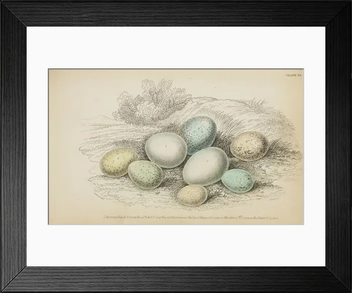 Framed Print : 1835 Antique Art Biology Bird Birds Classification Framed Print : 1835 Antique Art Biology Bird Birds Classification