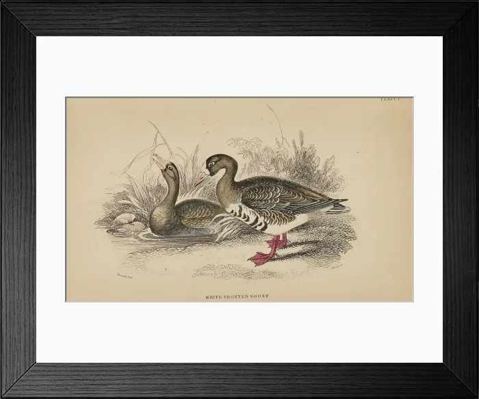 Framed Print : 1835 Antique Art Biology Bird Birds Classification Framed Print : 1835 Antique Art Biology Bird Birds Classification