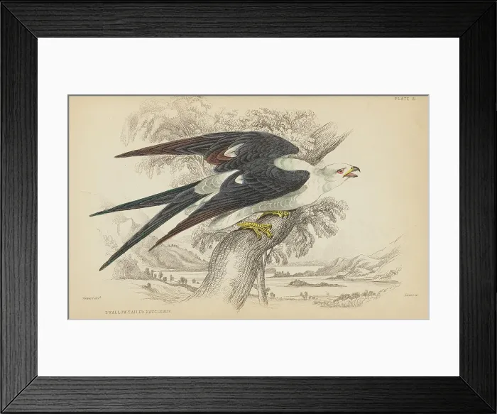 Framed Print : 1835 Antique Art Biology Bird Birds Classification