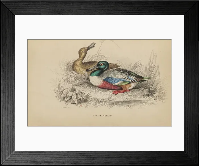 Framed Print : 1835 Antique Art Biology Bird Birds Classification Framed Print : 1835 Antique Art Biology Bird Birds Classification