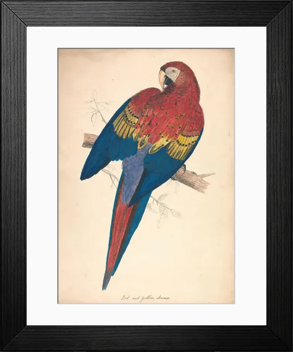 Framed Print : Red Yellow Macaw Nineteenth Century Edward Lear Framed Print : Red Yellow Macaw Nineteenth Century Edward Lear