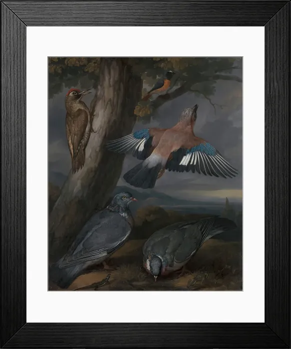 Framed Print : Jay Green Woodpecker Pigeons Redstart Francis Barlow Framed Print : Jay Green Woodpecker Pigeons Redstart Francis Barlow