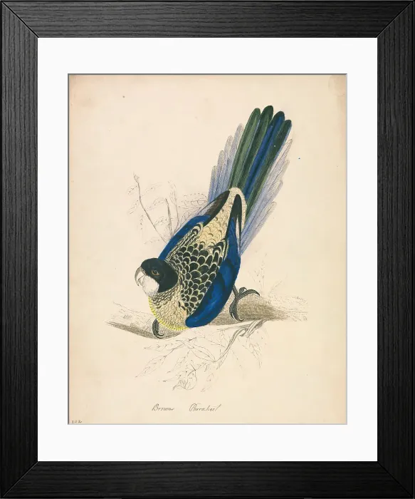 Framed Print : Brown's Parakeet Edward Lear 1812-1888 British Framed Print : Brown's Parakeet Edward Lear 1812-1888 British