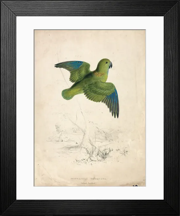 Framed Print : Collared Parrakeet Plate 40 Edward Lear 1812-1888 Framed Print : Collared Parrakeet Plate 40 Edward Lear 1812-1888