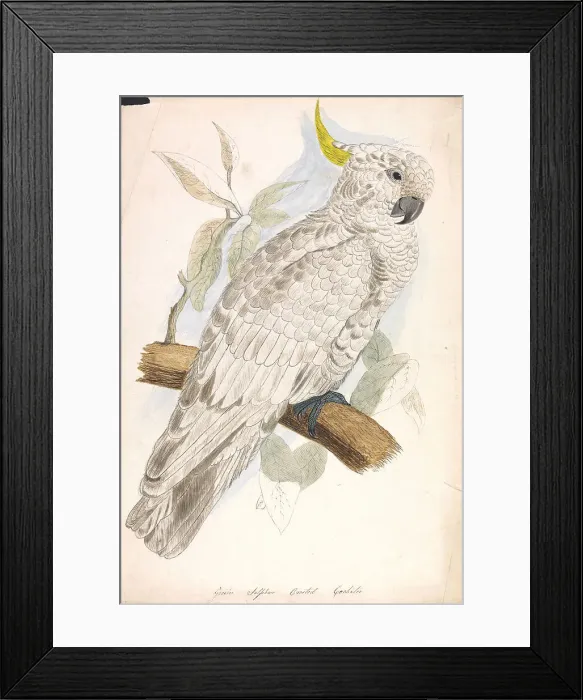 Framed Print : Greater Sulphur Crested Cockatoo Nineteenth Century Framed Print : Greater Sulphur Crested Cockatoo Nineteenth Century