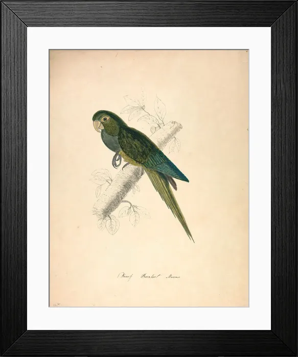 Framed Print : Dwarf Parakeet Macaw Nineteenth Century Edward Lear Framed Print : Dwarf Parakeet Macaw Nineteenth Century Edward Lear
