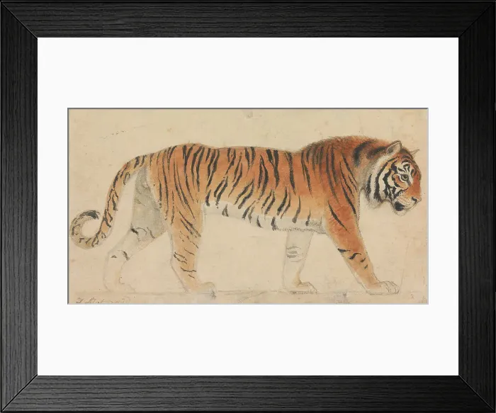Framed Print : Tiger Full-Length Profile Walking Towards Right Framed Print : Tiger Full-Length Profile Walking Towards Right