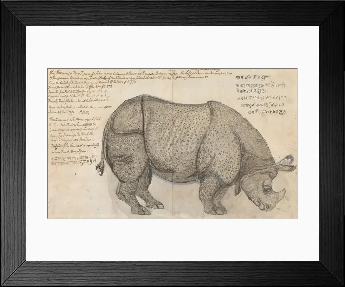 Framed Print : Rhinoceros Peshwa's Menagerie Poona Gangaram Chintaman Tambat