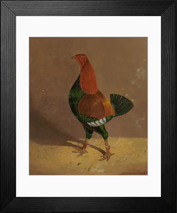 Framed Print : Fighting Cocks Dark-Breasted Fighting Cock Facing Left Framed Print : Fighting Cocks Dark-Breasted Fighting Cock Facing Left