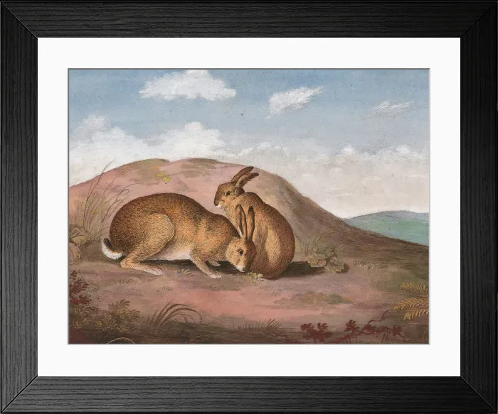 Framed Print : Two Hares Hillside Nineteenth Century Philip Reinagle Framed Print : Two Hares Hillside Nineteenth Century Philip Reinagle