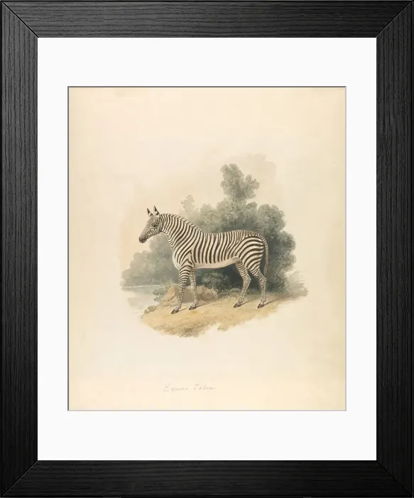 Framed Print : Zebra Samuel Howitt 1756-1822 British Ca 1807 Framed Print : Zebra Samuel Howitt 1756-1822 British Ca 1807