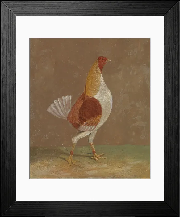 Framed Print : Fighting Cocks Pale-Breasted Fighting Cock Facing Rght Framed Print : Fighting Cocks Pale-Breasted Fighting Cock Facing Rght