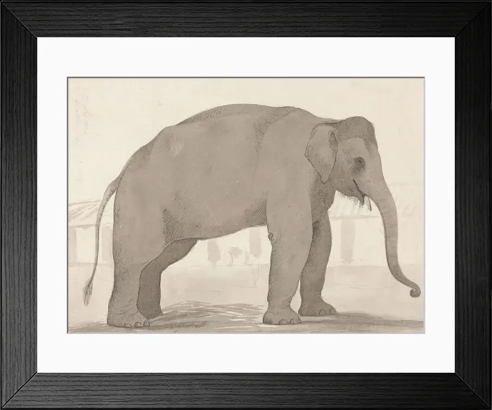 Framed Print : Indian Elephant Lucknow September 1 1789 William Daniell Framed Print : Indian Elephant Lucknow September 1 1789 William Daniell