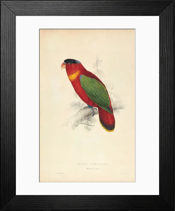 Framed Print : Lorius Domicella Black-capped Lorry Plate 37 Framed Print : Lorius Domicella Black-capped Lorry Plate 37
