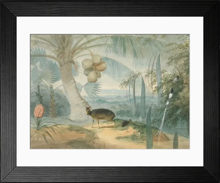 Framed Print : Landscape Ceylon Barking Deer Fawn Pair Paradise Fly-Catchers Framed Print : Landscape Ceylon Barking Deer Fawn Pair Paradise Fly-Catchers