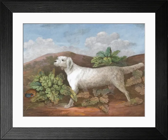 Framed Print : Setter Facing Left Partridge Hiding Burdocks Framed Print : Setter Facing Left Partridge Hiding Burdocks