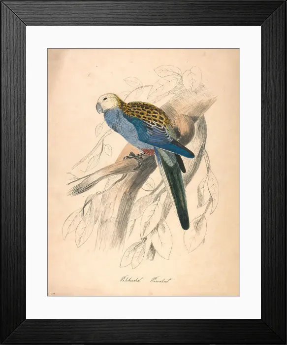 Framed Print : Pale-headed Parakeet Nineteenth Century Edward Lear Framed Print : Pale-headed Parakeet Nineteenth Century Edward Lear