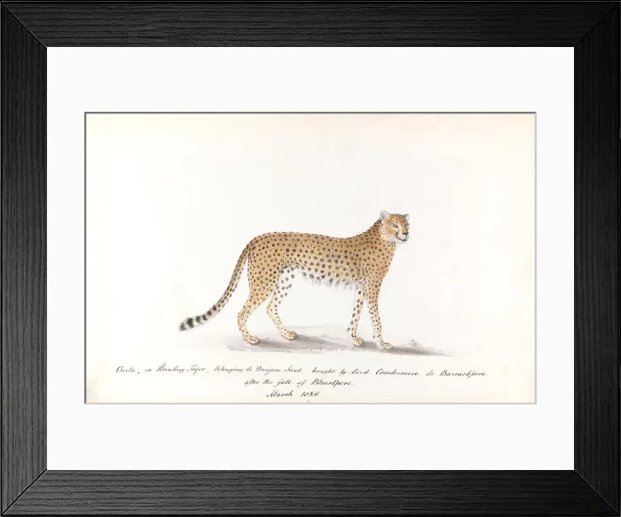 Framed Print : Cheeta Hunting Tiger Belonging Durjun Saul Brought Framed Print : Cheeta Hunting Tiger Belonging Durjun Saul Brought