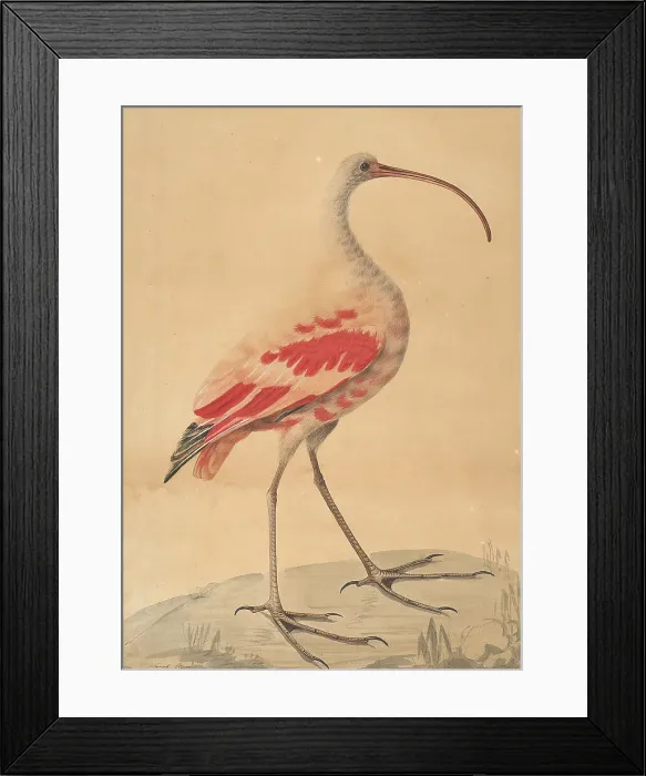 Framed Print : Scarlet Ibis Sarah Stone Active 1786 British Framed Print : Scarlet Ibis Sarah Stone Active 1786 British