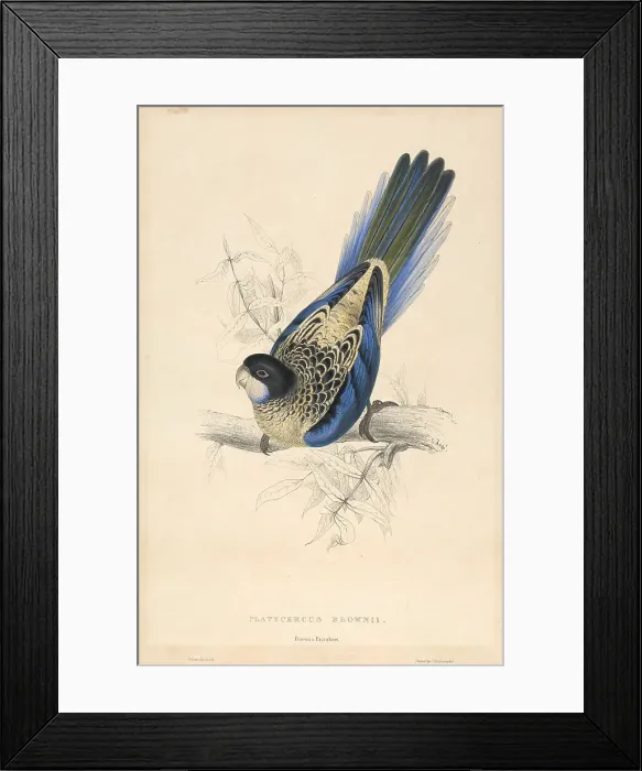 Framed Print : Platycercus Brownii Brown's Parrakeet Edward Lear Framed Print : Platycercus Brownii Brown's Parrakeet Edward Lear