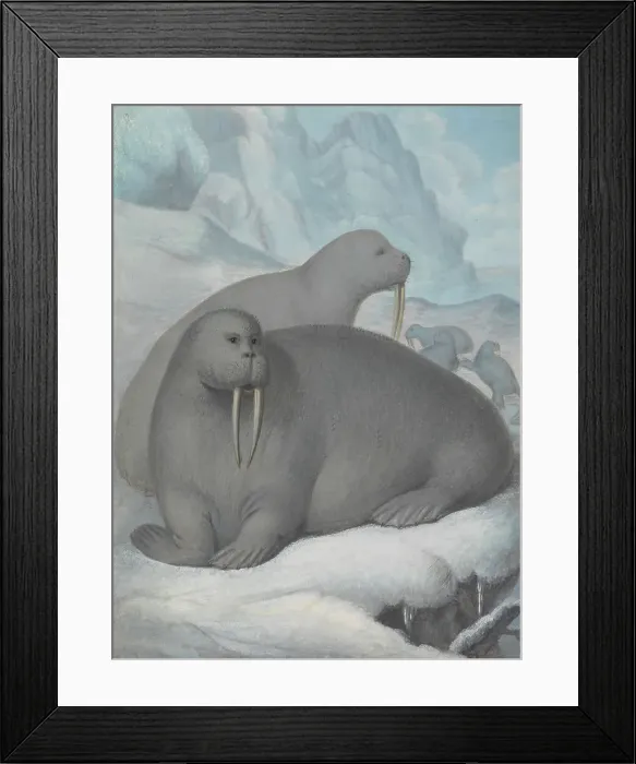 Framed Print : Tusked Walruses James Sowerby 1756-1822 British Framed Print : Tusked Walruses James Sowerby 1756-1822 British