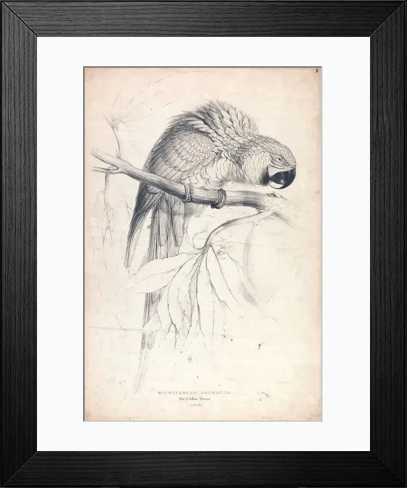Framed Print : Macrocerus Ararauna Blue Yellow Maccaw 2 3 Nat Framed Print : Macrocerus Ararauna Blue Yellow Maccaw 2 3 Nat