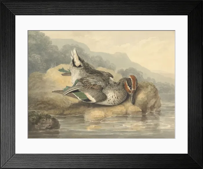 Framed Print : Dead Teal Samuel Howitt 1756-1822 British Watercolor Framed Print : Dead Teal Samuel Howitt 1756-1822 British Watercolor