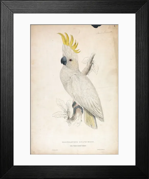 Framed Print : Plyctophus Sulphureus Lesser Sulphur-crested Cockatoo Framed Print : Plyctophus Sulphureus Lesser Sulphur-crested Cockatoo