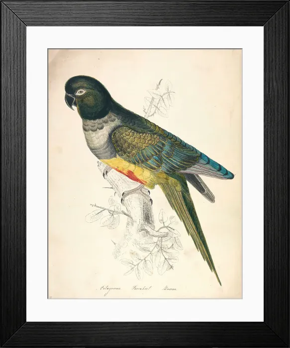 Framed Print : Patagonian Parakeet Macaw Nineteenth Century