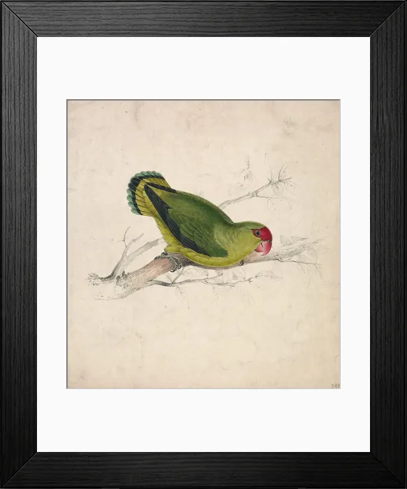 Framed Print : Abyssinian Parrakeet Plate 39 Edward Lear 1812-1888 Framed Print : Abyssinian Parrakeet Plate 39 Edward Lear 1812-1888