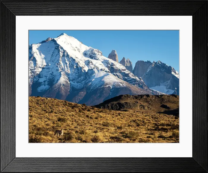Framed Print : Puma sighting in the grand landscape, Puma (Puma concolor), Torres del Paine National Park, Patagonia, Chile Framed Print : Puma sighting in the grand landscape, Puma (Puma concolor), Torres del Paine National Park, Patagonia, Chile