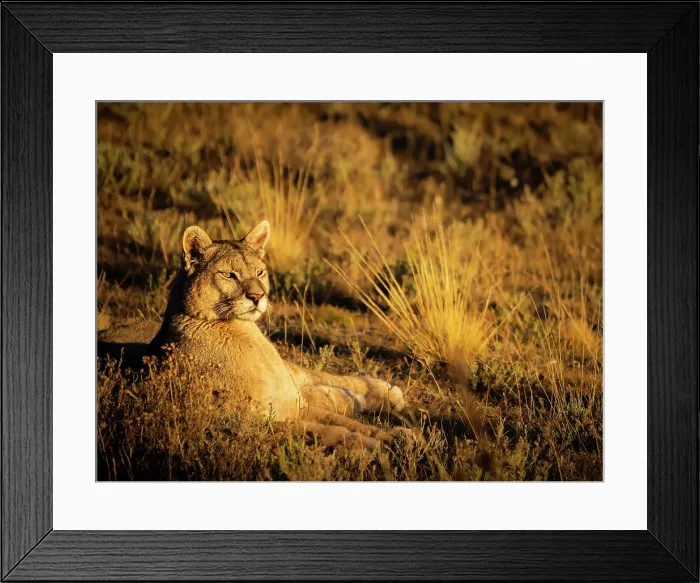 Framed Print : Alert at sunset, Puma (Puma concolor), Torres del Paine National Park, Patagonia, Chile