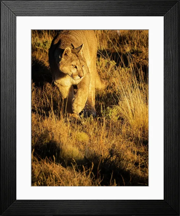 Framed Print : On the prowl at sunset, Puma (Puma concolor), Torres del Paine National Park, Patagonia, Chile