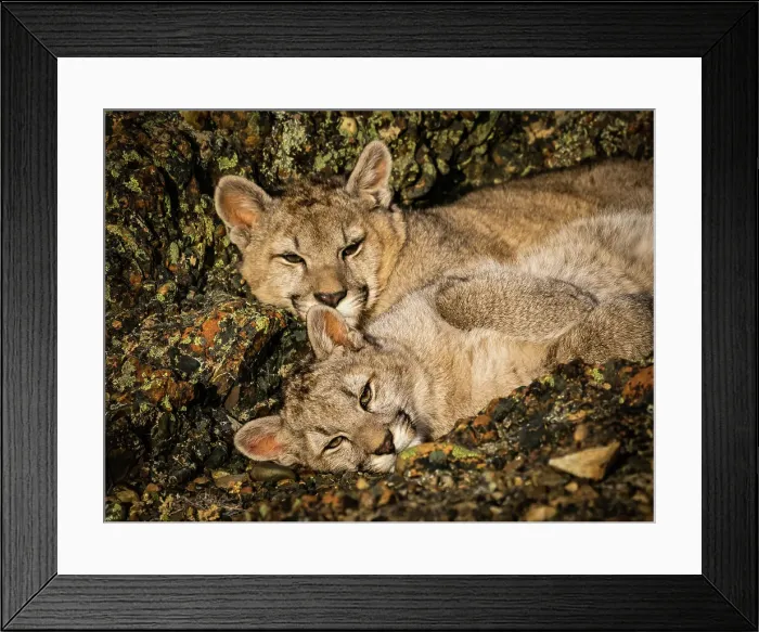 Framed Print : Kittens snuggling, Pumas (Puma concolor), Torres del Paine National Park, Patagonia, Chile Framed Print : Kittens snuggling, Pumas (Puma concolor), Torres del Paine National Park, Patagonia, Chile