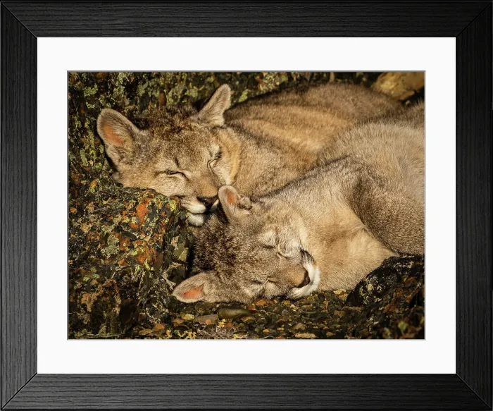 Framed Print : Kittens snuggling, Pumas (Puma concolor), Torres del Paine National Park, Patagonia, Chile Framed Print : Kittens snuggling, Pumas (Puma concolor), Torres del Paine National Park, Patagonia, Chile