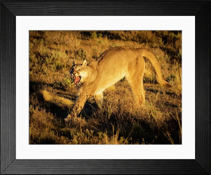 Framed Print : Cat stretch, Puma (Puma concolor), Torres del Paine National Park, Patagonia, Chile Framed Print : Cat stretch, Puma (Puma concolor), Torres del Paine National Park, Patagonia, Chile