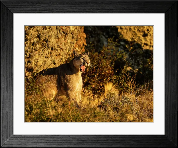 Framed Print : Waking up at sunrise Pumas (Puma concolor), Torres del Paine National Park, Patagonia, Chile Framed Print : Waking up at sunrise Pumas (Puma concolor), Torres del Paine National Park, Patagonia, Chile