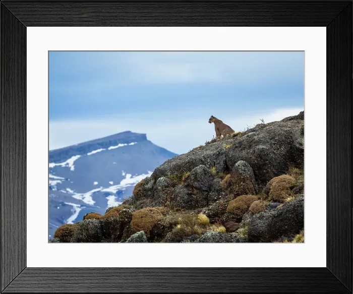 Framed Print : On the lookout, Puma (Puma concolor), Torres del Paine National Park, Patagonia, Chile