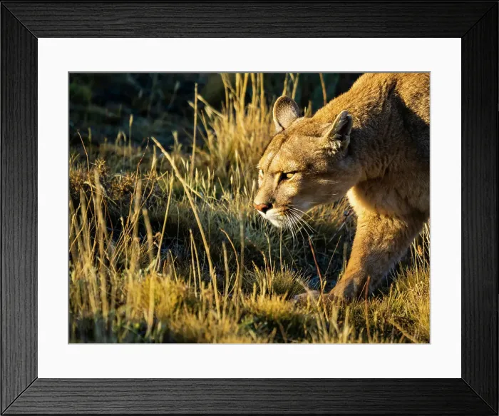 Framed Print : On the prowl, Hunting, Puma (Puma concolor), Torres del Paine National Park, Patagonia, Chile