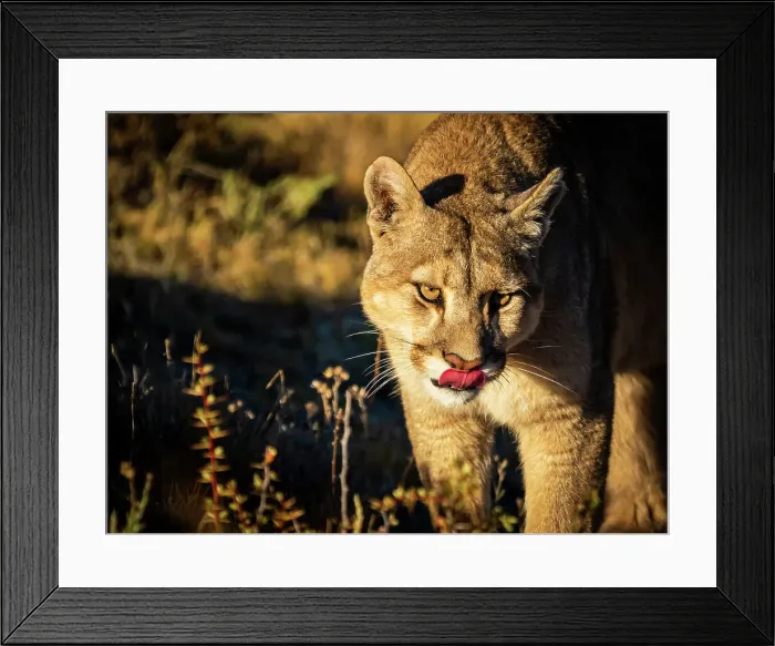 Framed Print : Portrait with tongue, Puma (Puma concolor), Torres del Paine National Park, Patagonia, Chile Framed Print : Portrait with tongue, Puma (Puma concolor), Torres del Paine National Park, Patagonia, Chile