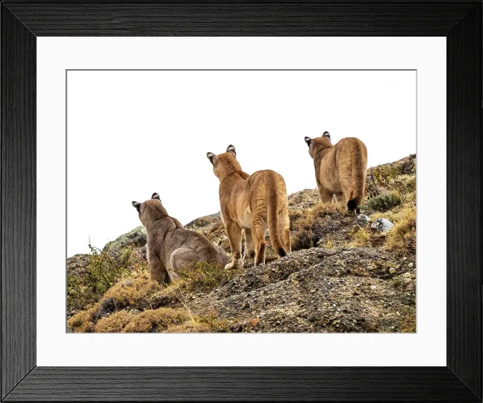 Framed Print : Pumas (Puma concolor), Torres del Paine National Park, Patagonia, Chile Framed Print : Pumas (Puma concolor), Torres del Paine National Park, Patagonia, Chile